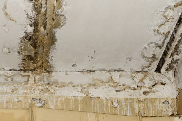 Best Mold-Related Health Consultation  in Tonka Bay, MN