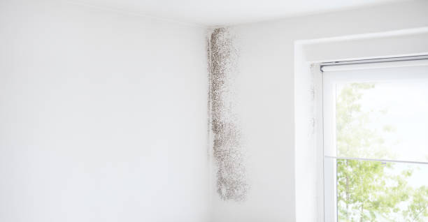 Best Mold Odor Removal Services  in Tonka Bay, MN