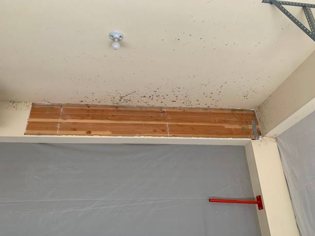Mold Documentation for Insurance Claims in Tonka Bay, MN