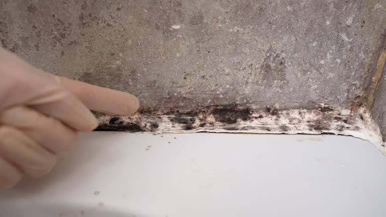 Best Mold Documentation for Insurance Claims  in Tonka Bay, MN