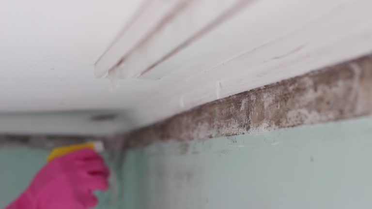 Best Airborne Mold Testing  in Tonka Bay, MN